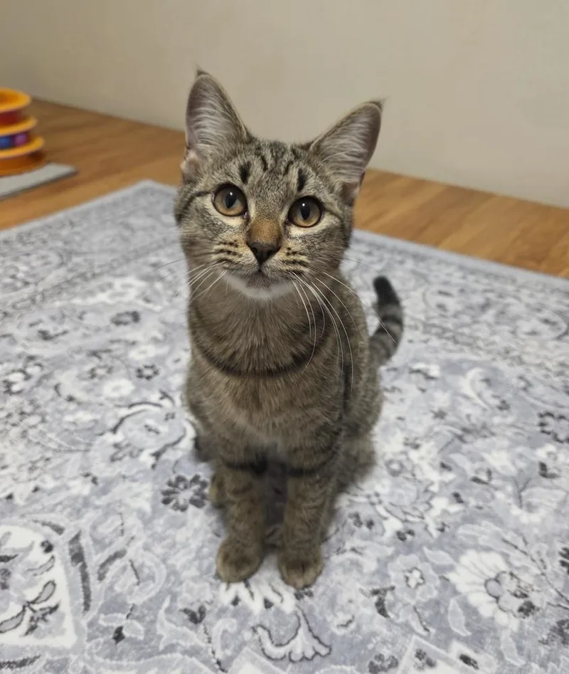 Tiger Lily thumbnail 3