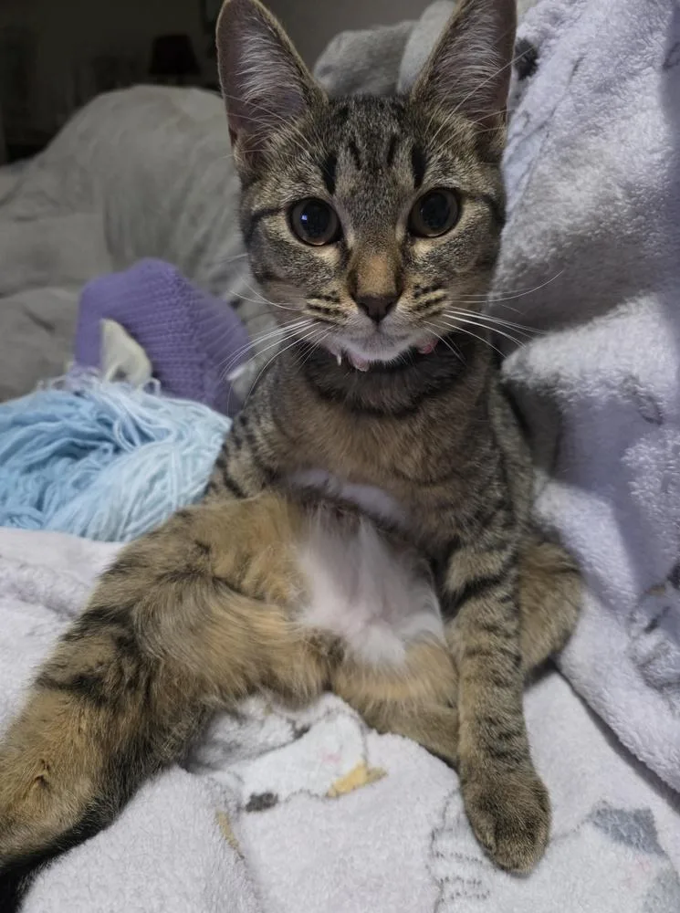 Tiger Lily thumbnail 4