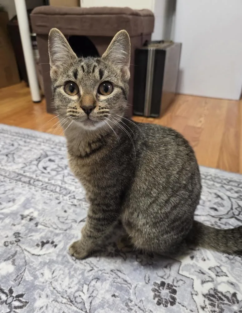 Tiger Lily thumbnail 5