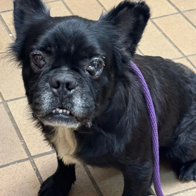 An adult medium-sized male Terrier dog named Carlos for adoption in Birmingham, AL
