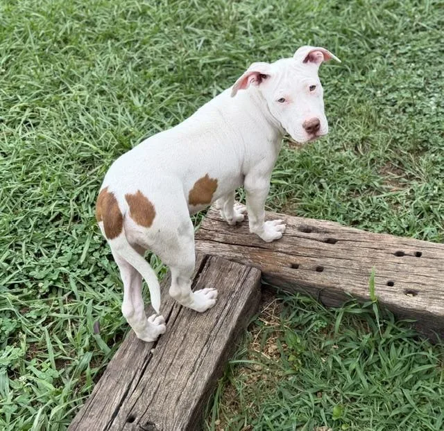A baby medium-sized female White / Cream American Bulldog dog named Ella Lionheart for adoption in Andover, MA
