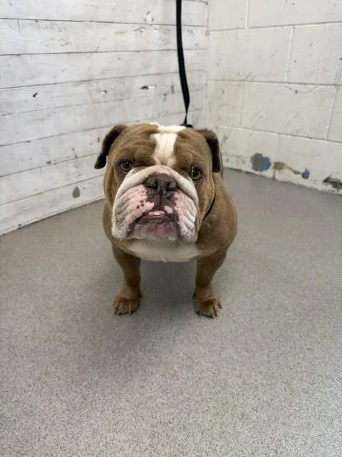 An adult large-sized female English Bulldog dog named Coco for adoption in San Bernardino, CA