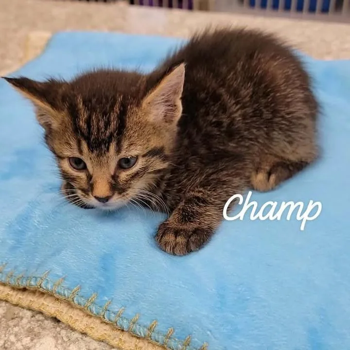 A baby small-sized male Domestic Medium Hair cat named Champ for adoption in Buchanan Dam, TX