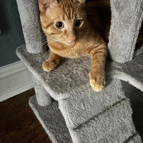An adult medium-sized male Tabby (Orange / Red) Domestic Short Hair cat named Tiger for adoption in Chicago, IL