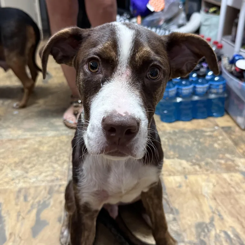 A baby medium-sized male Brown / Chocolate Mixed Breed dog named Plucky Ducky for adoption in Columbia, SC
