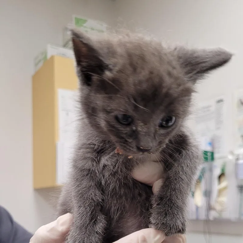 A baby small-sized female Gray / Blue / Silver Domestic Short Hair cat named Harlow for adoption in Los Angeles, CA