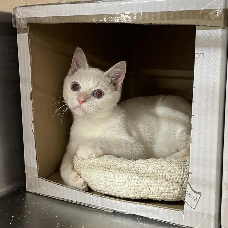 An adult medium-sized male Flame Point Siamese cat named Handsome for adoption in Hemet, CA