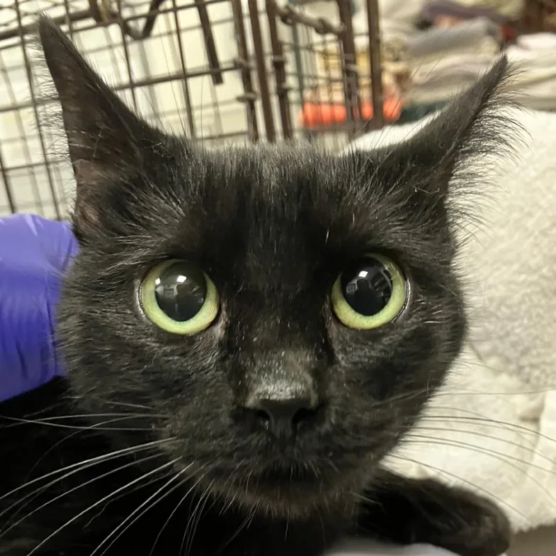 An adult medium-sized female Domestic Short Hair cat named Tokyo for adoption in Las Cruces, NM