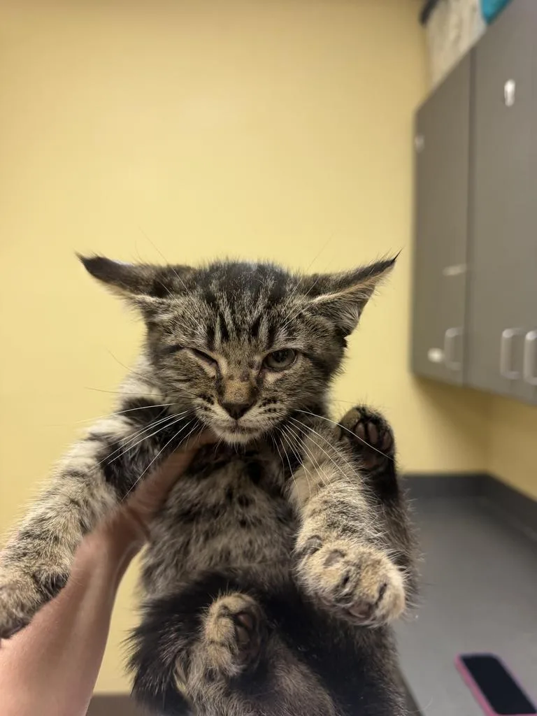 A baby medium-sized male Domestic Short Hair cat named Enoki for adoption in Florence, SC