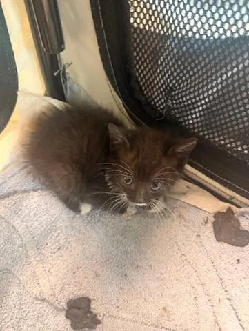 A baby small-sized female Domestic Medium Hair cat named Lila for adoption in San Martin, CA