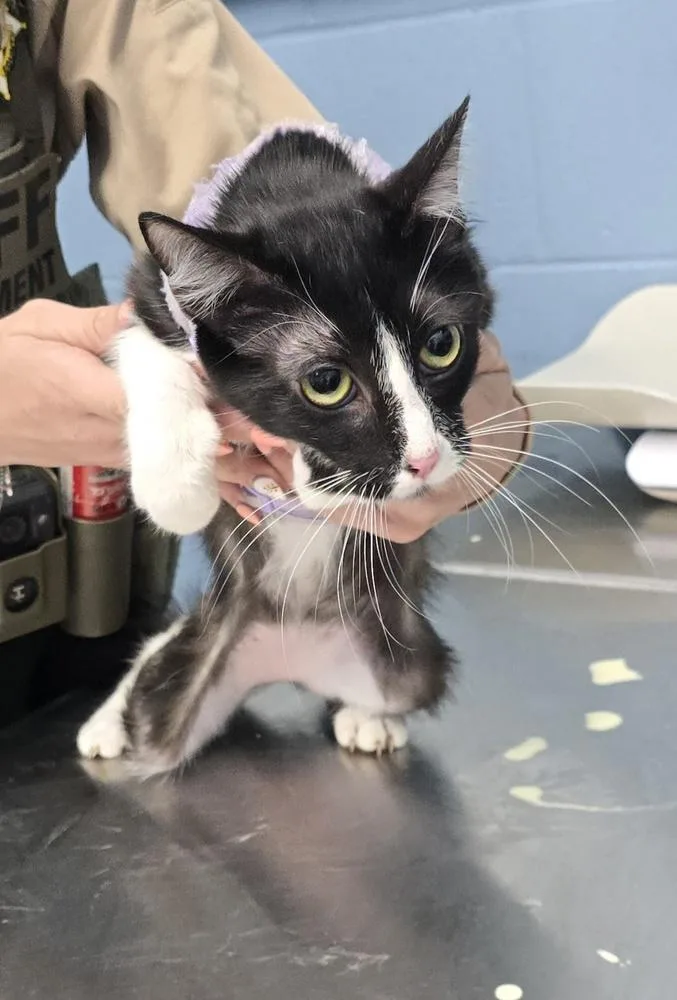 An adult small-sized female Black & White / Tuxedo Domestic Short Hair cat named Surat for adoption in Evansville, IN