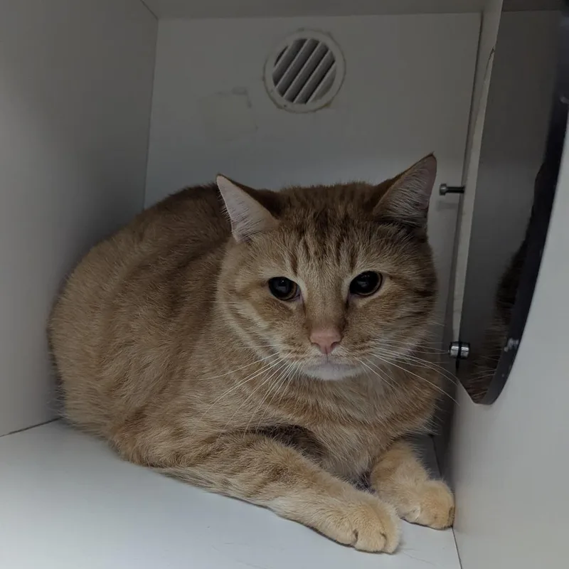 An adult small-sized male Orange / Red Domestic Short Hair cat named Buddy for adoption in Jeffersonville, IN