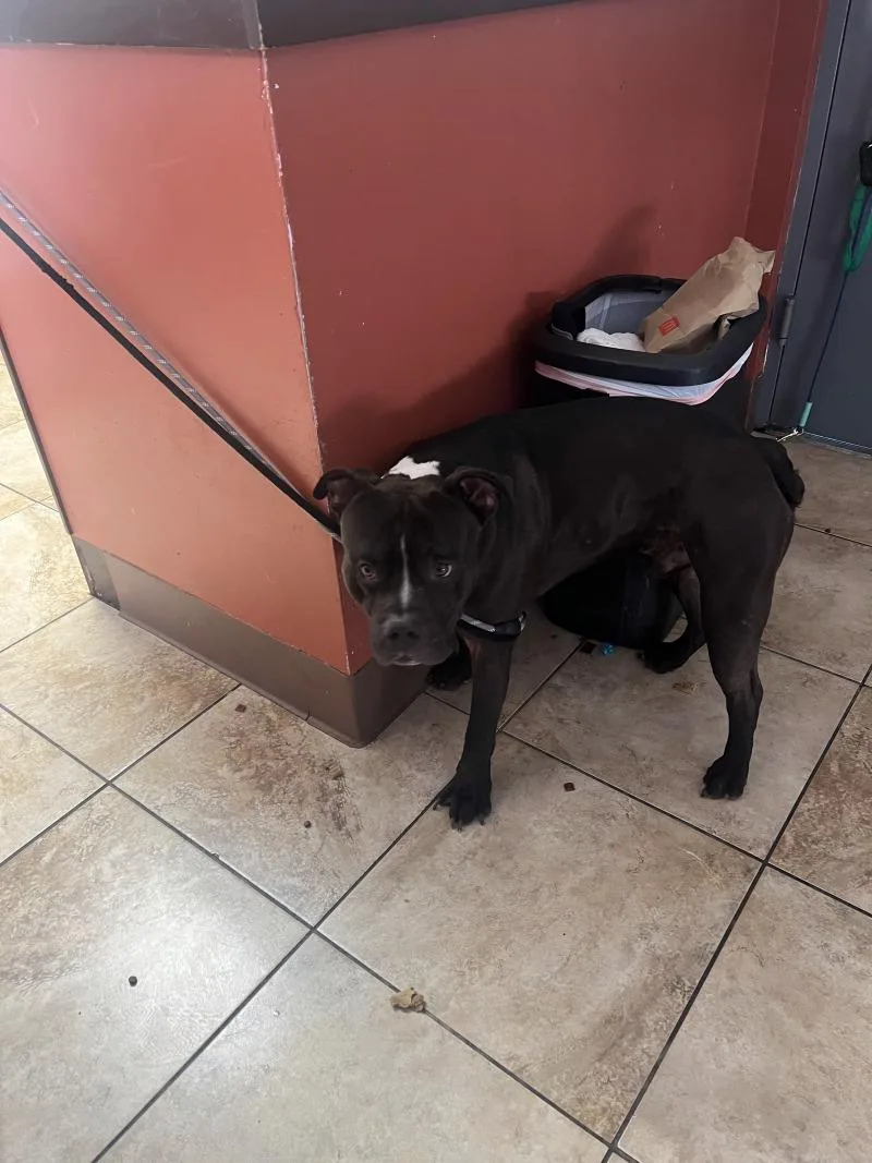An adult large-sized male Black Mixed Breed dog named Turtle for adoption in Cincinnati, OH