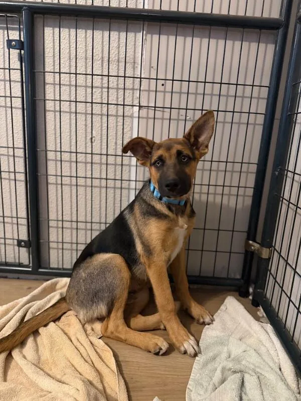 A young large-sized male German Shepherd Dog dog named Ryker for adoption in renton, WA