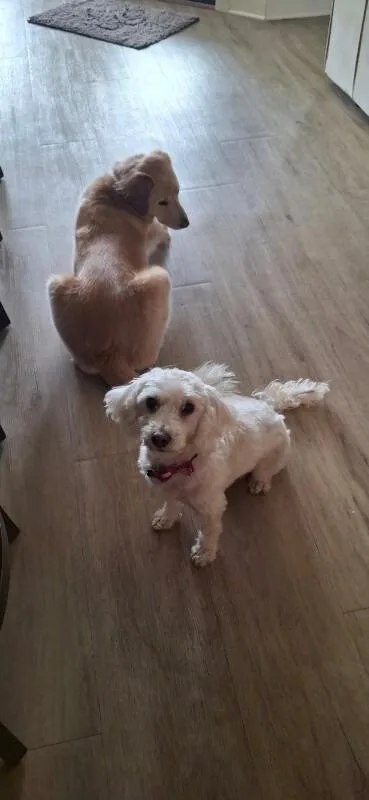 A senior small-sized female White / Cream Maltese dog named Darla for adoption in Aiken, SC