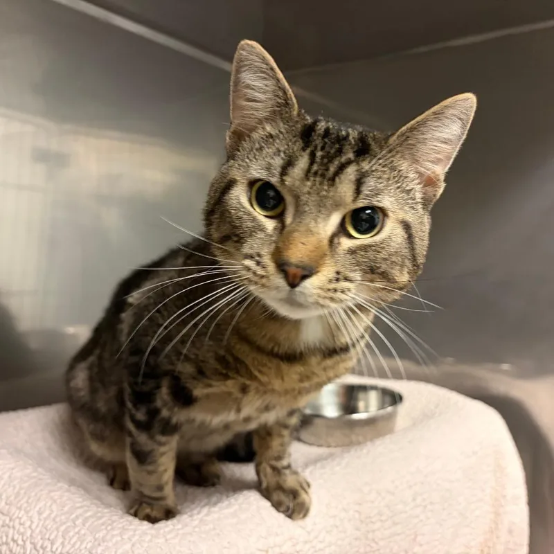 A young medium-sized male Gray / Blue / Silver Domestic Short Hair cat named Zane for adoption in Morrisville, VT