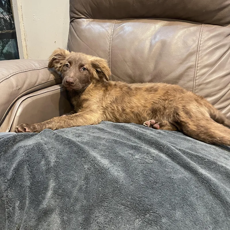 A young medium-sized female Australian Shepherd dog named Bloom for adoption in Lisbon, OH