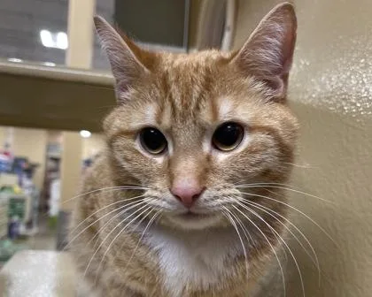 Kielbasa thumbnail 2