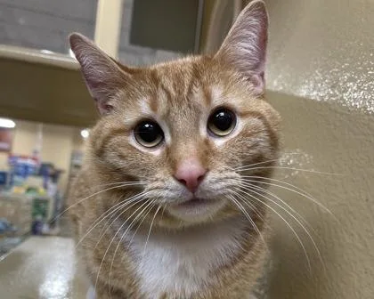 Kielbasa thumbnail 3