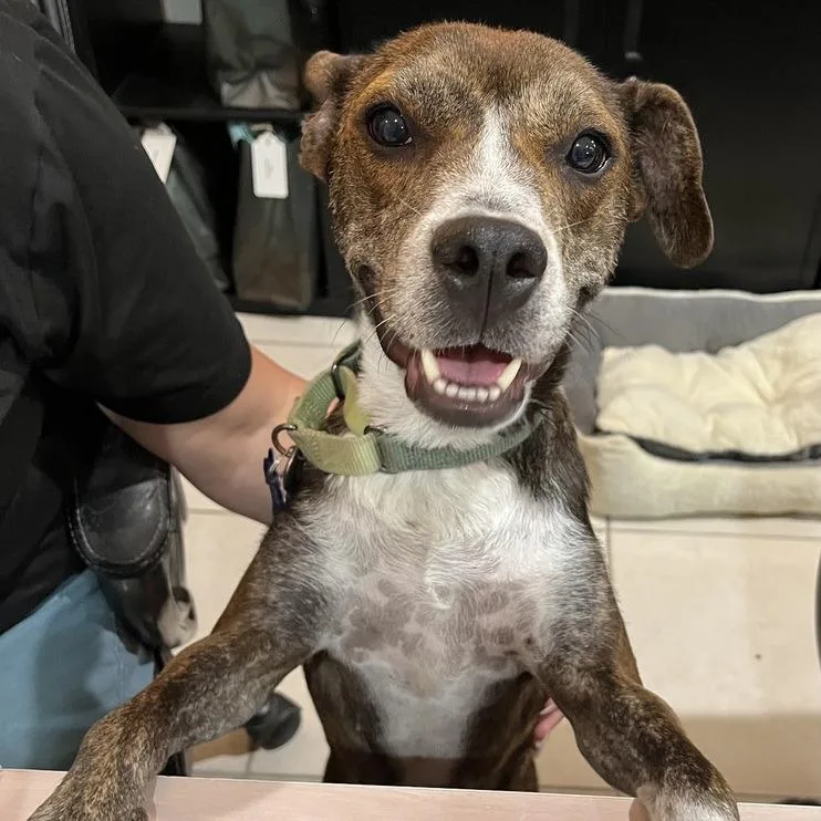 Honeybee thumbnail 2