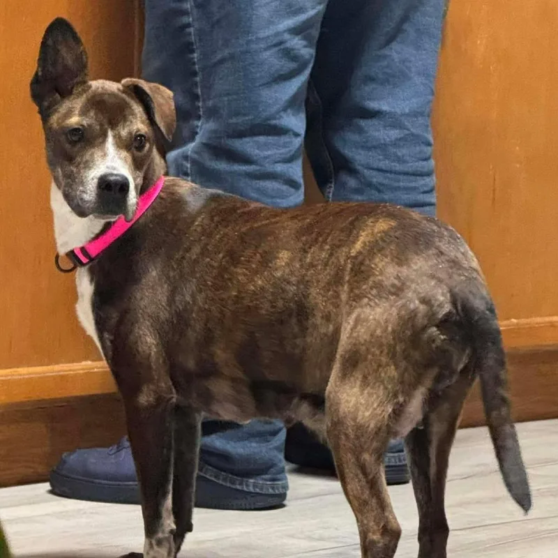 Honeybee thumbnail 3