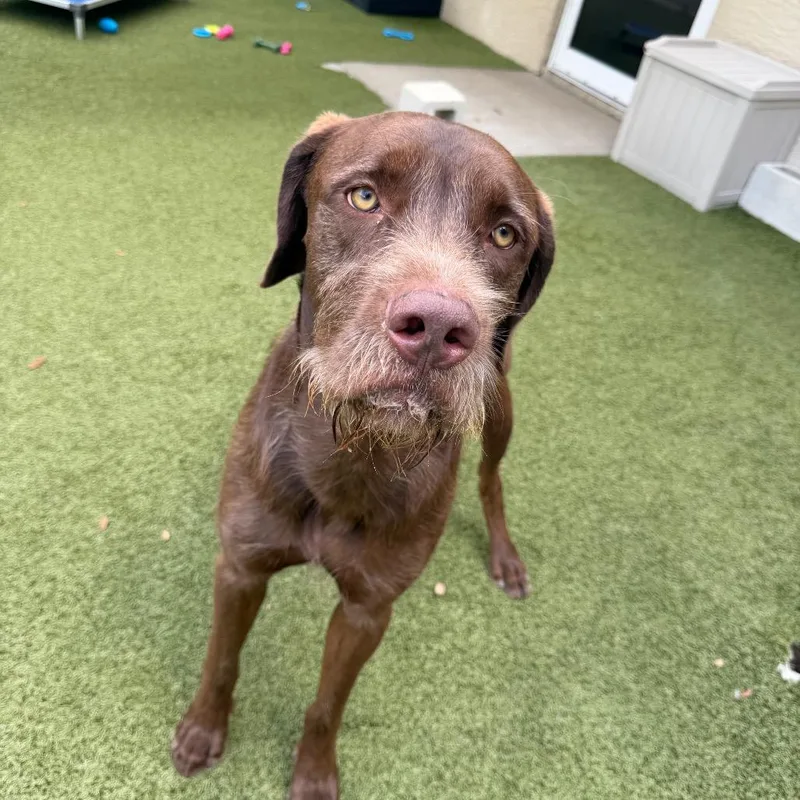 An adult large-sized male Red / Chestnut / Orange Mixed Breed dog named Lorax for adoption in Titusville, FL