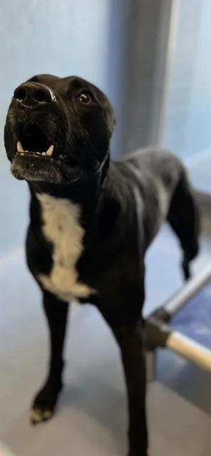 An adult medium-sized male Labrador Retriever dog named Rocket for adoption in Downey, CA