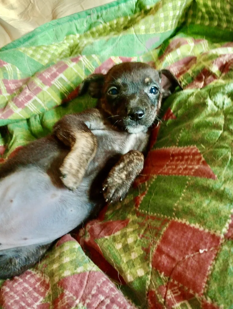 Piper