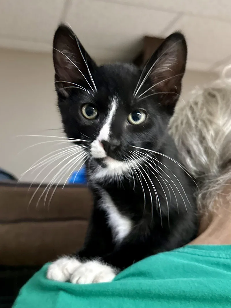 A baby medium-sized male Black & White / Tuxedo Domestic Short Hair cat named CAT Licorice for adoption in GILBERTS, IL