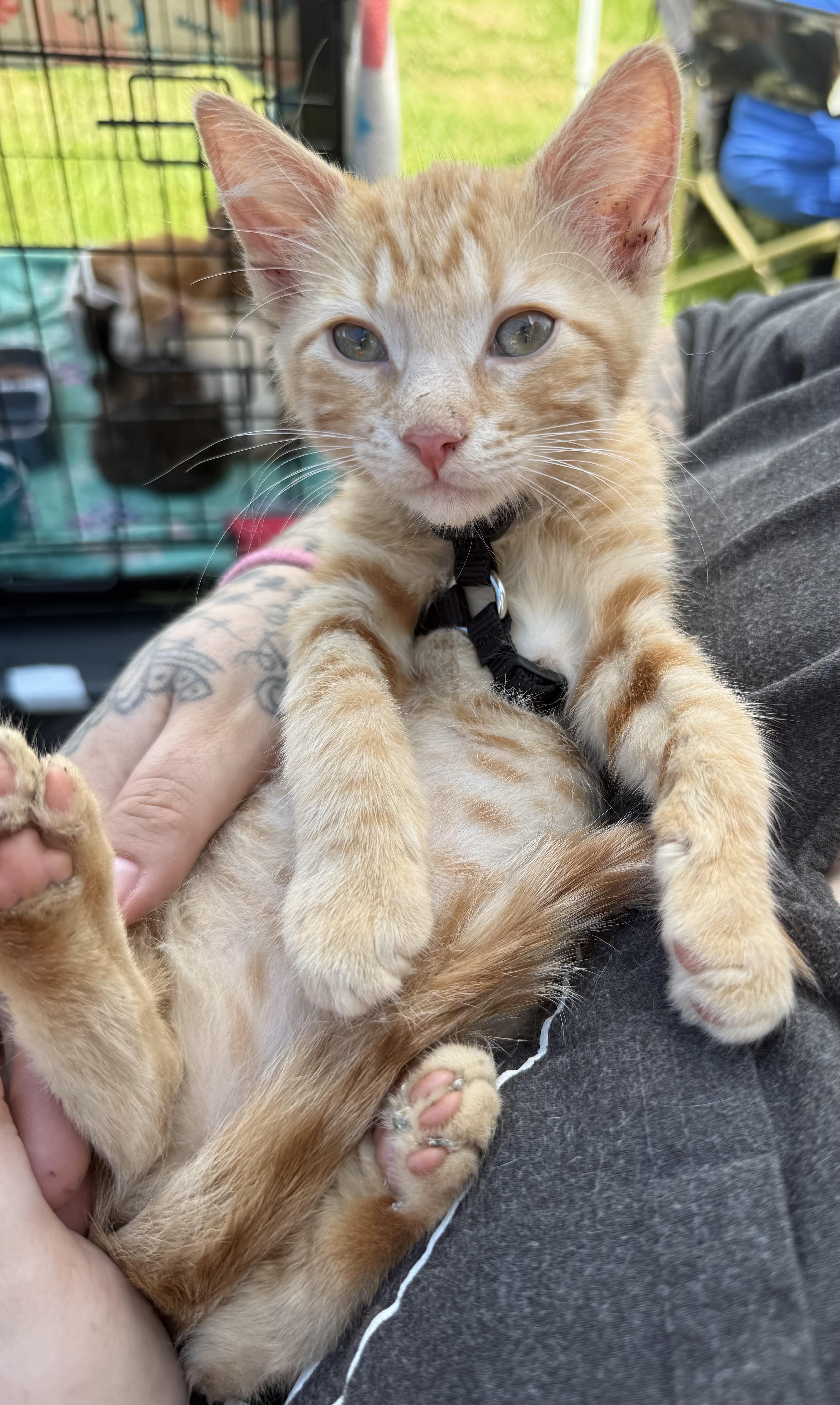 A young medium-sized male Tabby (Orange / Red) Domestic Short Hair cat named Orion for adoption in Lemont, IL