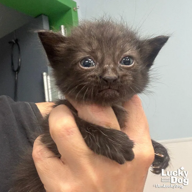 A baby medium-sized male Black Domestic Short Hair cat named Oneida for adoption in Washington, DC