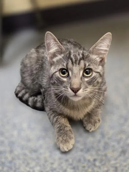 A baby small-sized male Domestic Short Hair cat named Shane for adoption in Westland, MI