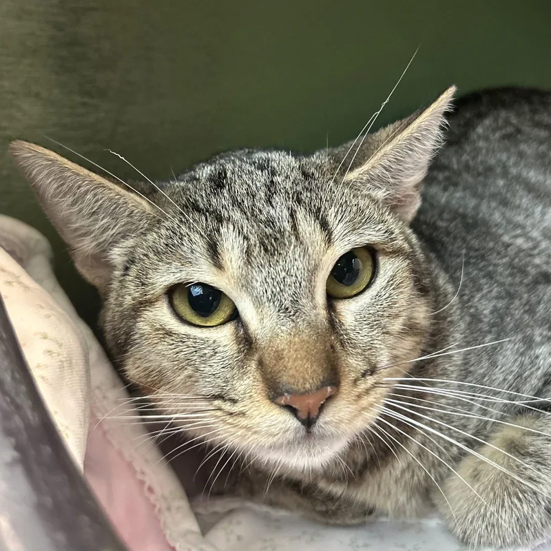 An adult medium-sized female Tabby cat named Guinevere for adoption in Burlingame, CA
