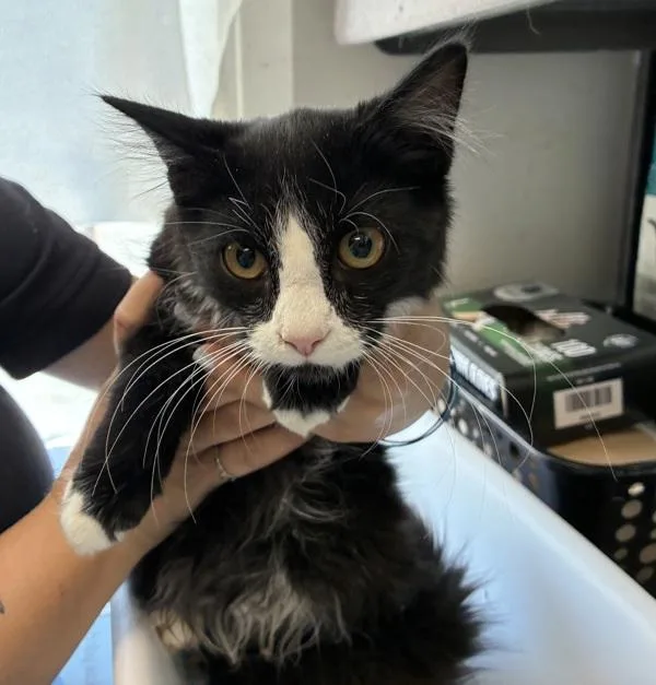 A baby small-sized male Domestic Long Hair cat named Heath for adoption in Salt Lake City, UT