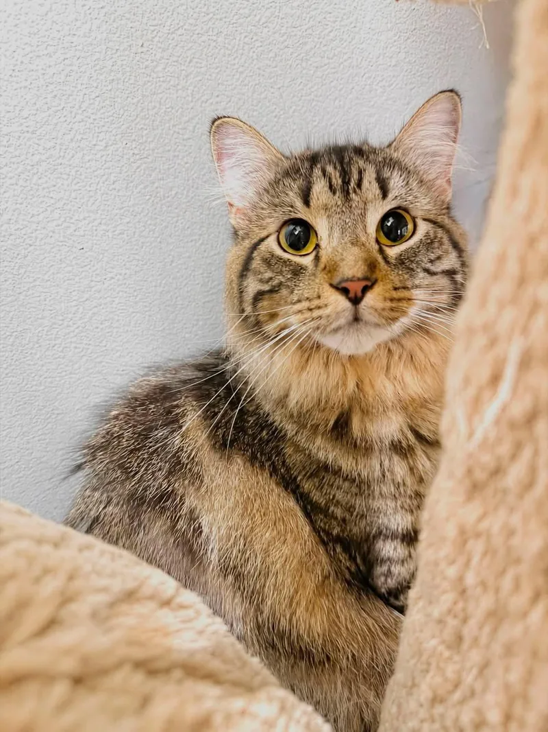 An adult medium-sized male Tabby (Brown / Chocolate) Domestic Long Hair cat named Bobby for adoption in Crystal Lake, IL