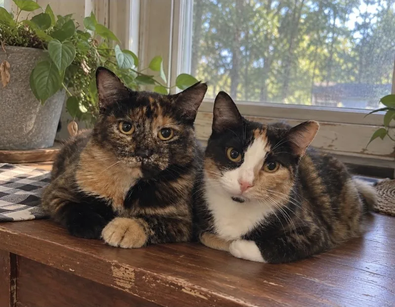 An adult medium-sized female Domestic Short Hair cat named Chloe & Luna Tuna for adoption in Kenhorst, PA