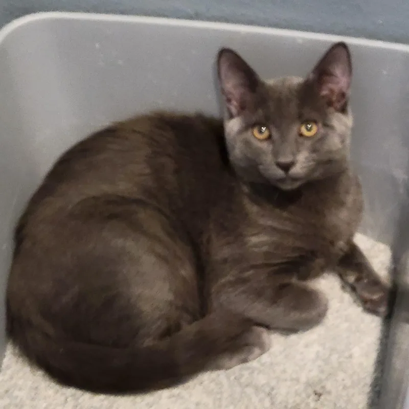 A baby small-sized male Gray / Blue / Silver Domestic Short Hair cat named Miles for adoption in San Juan Capistrano, CA