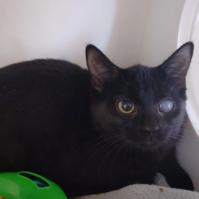 A baby small-sized female Black Domestic Short Hair cat named Demi for adoption in Allentown, PA