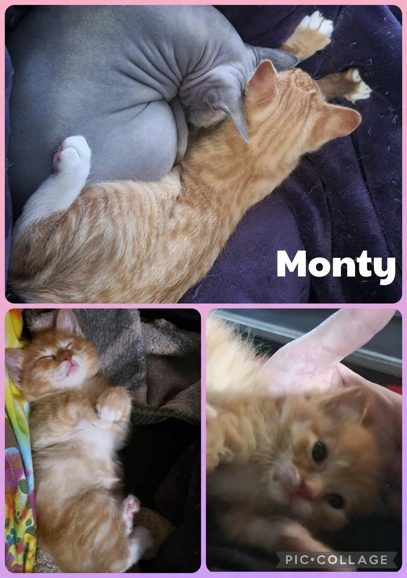 A baby small-sized male Orange & White Domestic Short Hair cat named MOnty for adoption in Newberg, OR