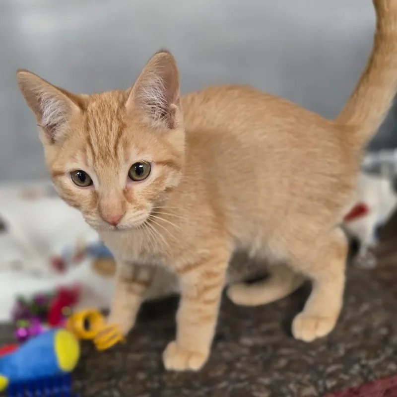 A baby small-sized male Domestic Short Hair cat named Jalapeno for adoption in San Jacinto, CA