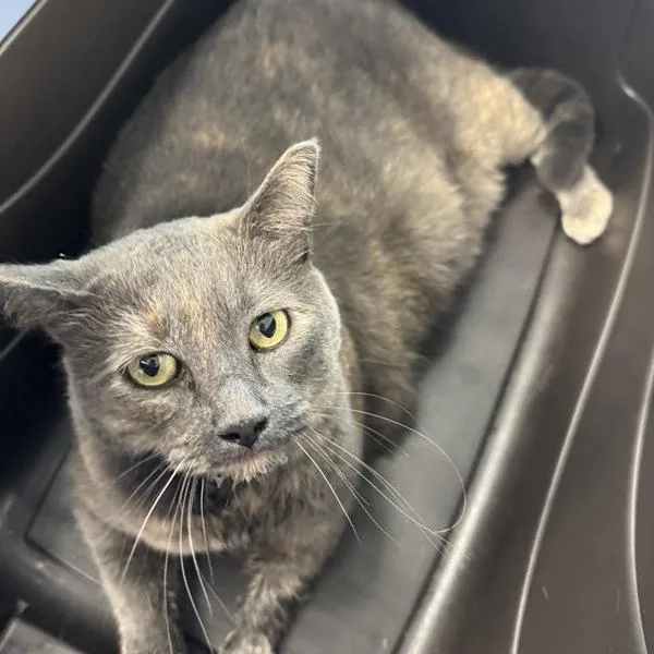 An adult medium-sized female Domestic Short Hair cat named Daria for adoption in Des Moines, IA