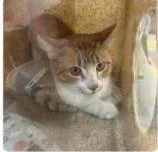 An adult medium-sized male Domestic Short Hair cat named Pumpkin Pie for adoption in West Chester, PA