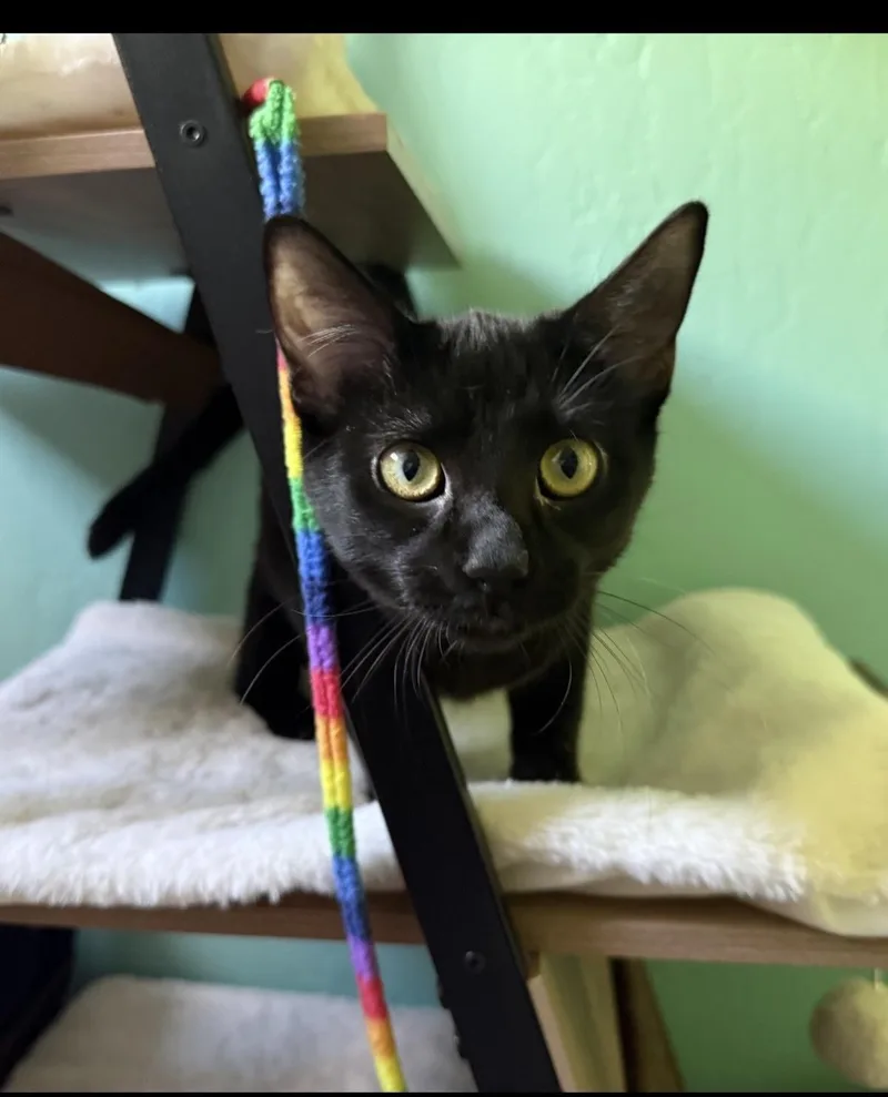 A young medium-sized female Black Domestic Short Hair cat named Wednesday Addams for adoption in Chandler, AZ