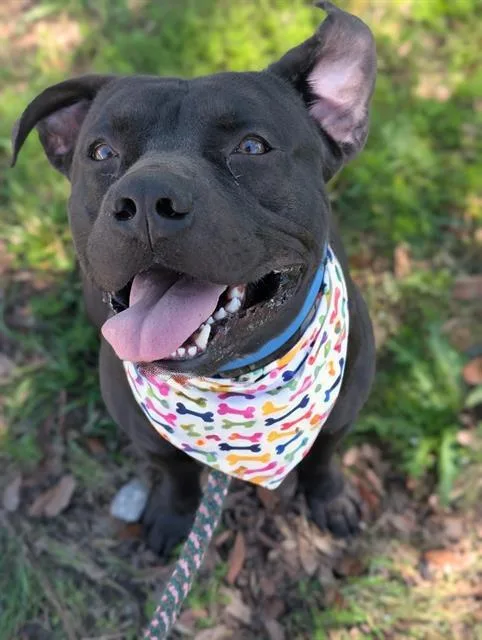 A young large-sized male Mixed Breed dog named Swaddle for adoption in Jacksonville, FL