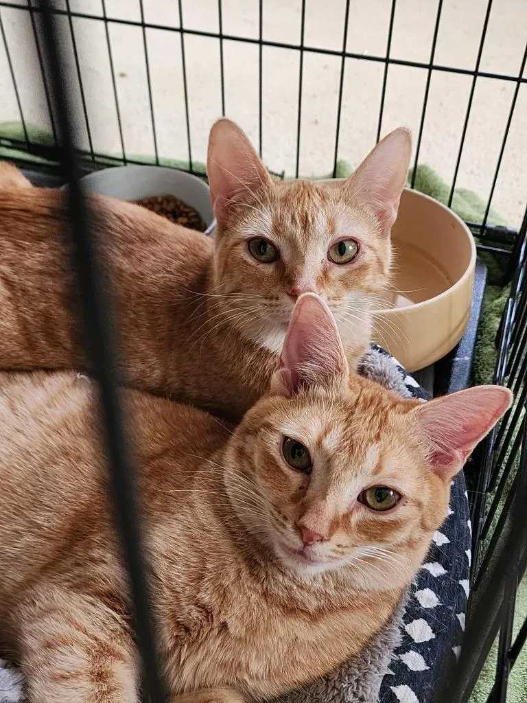 A baby medium-sized male Domestic Short Hair cat named Adam for adoption in Rome, GA