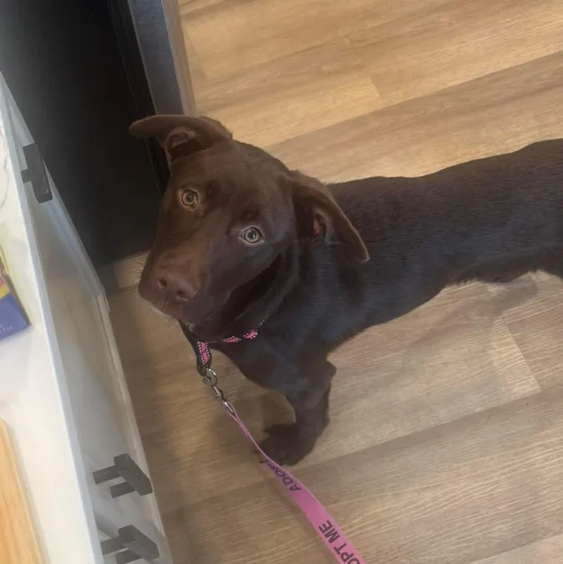A young medium-sized female Chocolate Labrador Retriever dog named Nala for adoption in Bethlehem, PA
