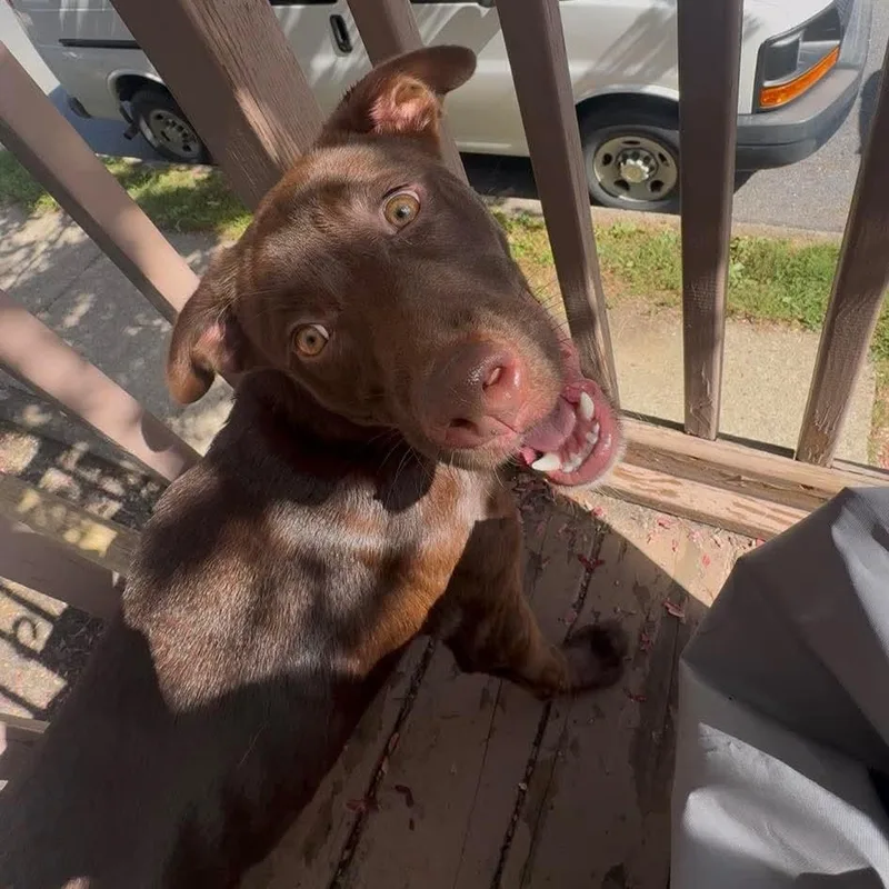 Nala thumbnail 4