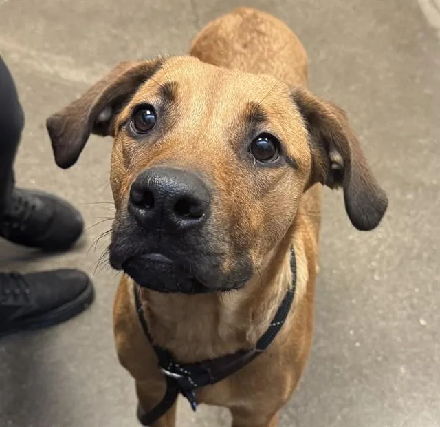 A young large-sized female Rhodesian Ridgeback dog named Maybelle for adoption in Tucson, AZ