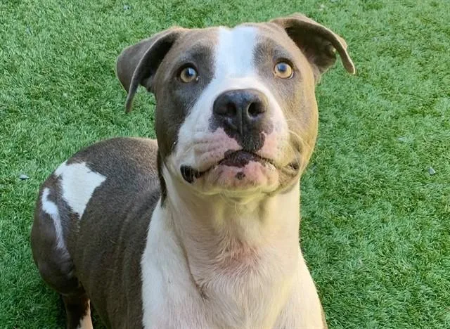 A young large-sized male Pit Bull Terrier dog named Chico for adoption in Moreno Valley, CA