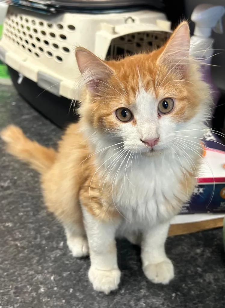 A baby medium-sized male Domestic Long Hair cat named Scooter for adoption in Greenwood, MS